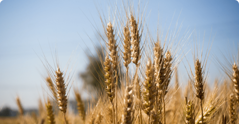 foto-destaque-fertilizantes-e-aproveitamento-de-residuos