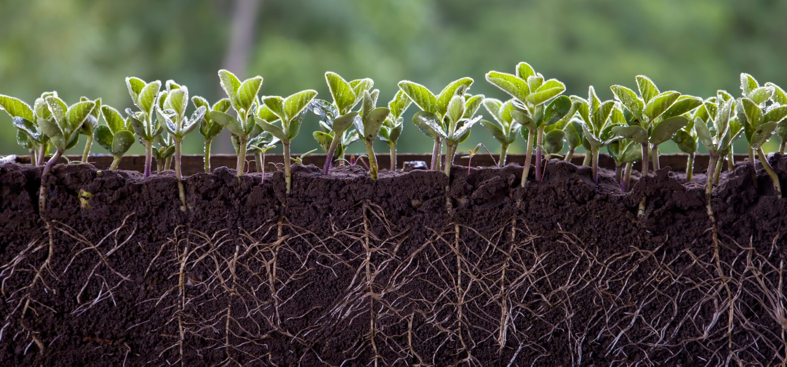 alt-texto: Saiba o que é ESG na Agricultura e quais os benefícios.