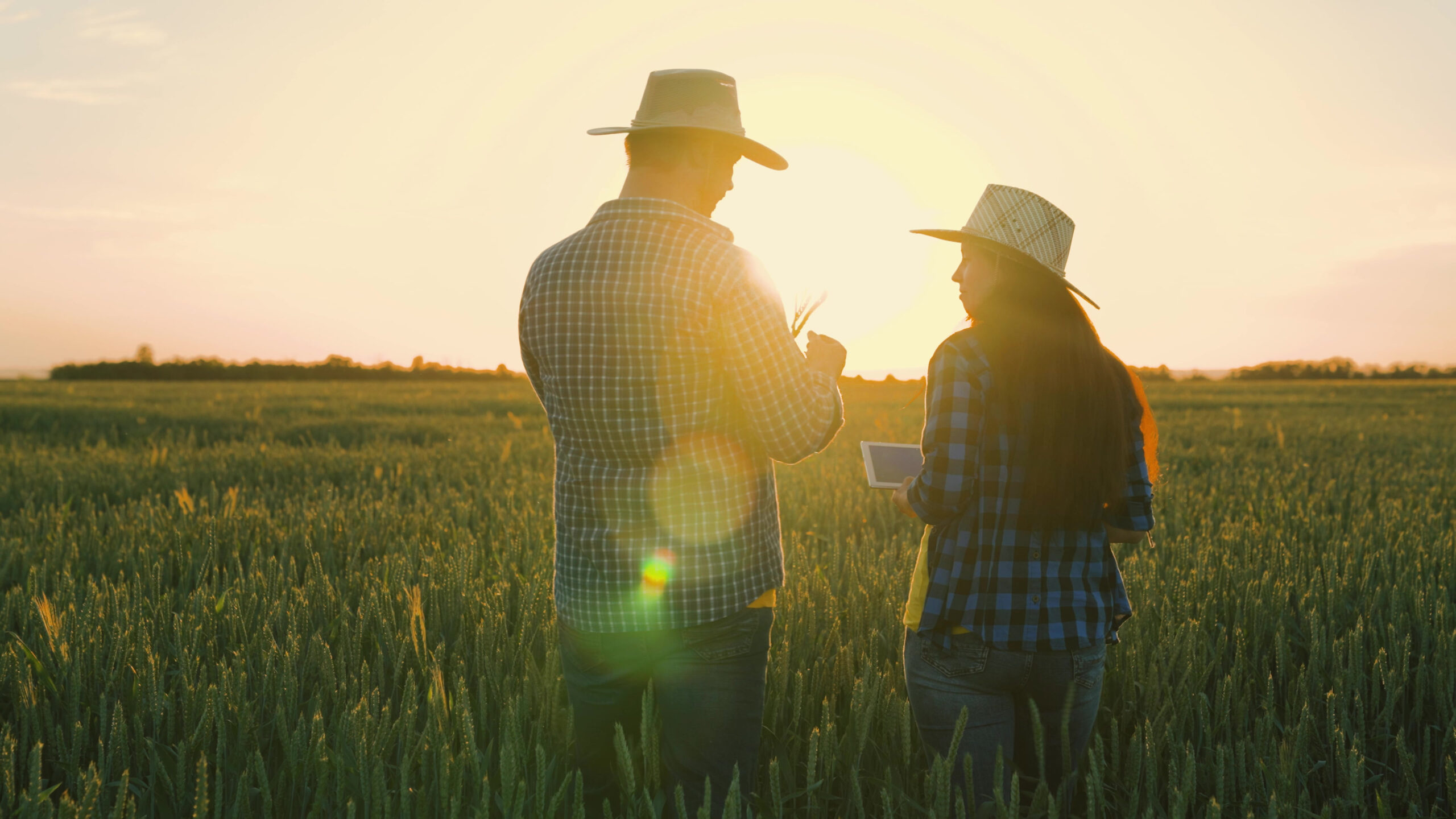 Dois agricultores conversando em uma plantação de trigo